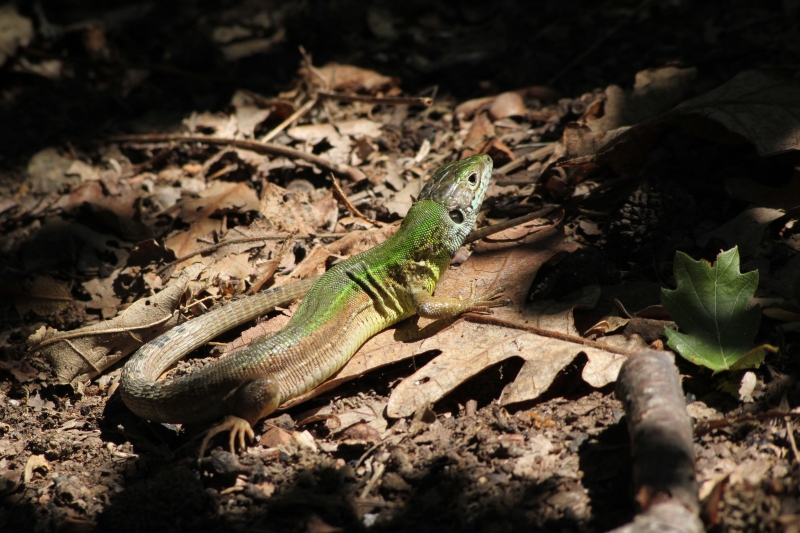 Lacerta viridis