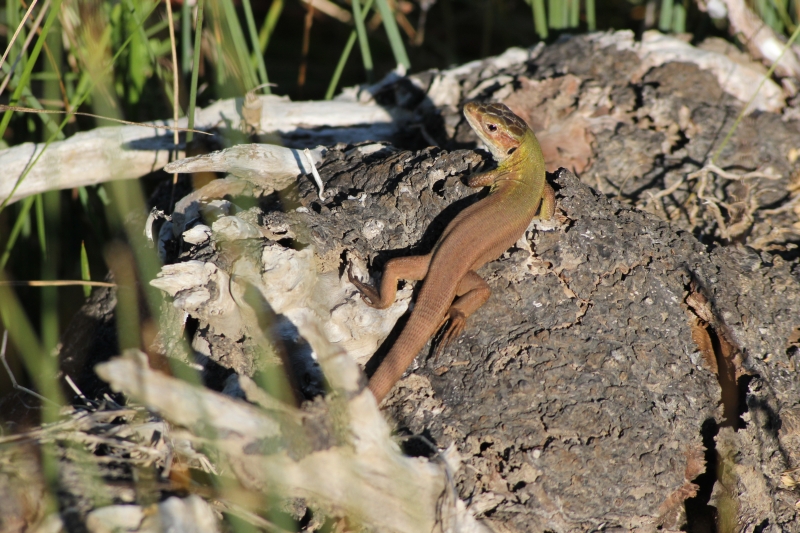 Lacerta viridis