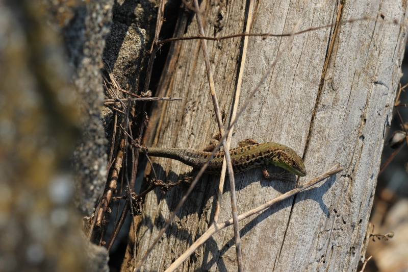 Podarcis tauricus