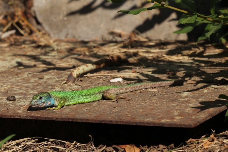 Lacerta viridis