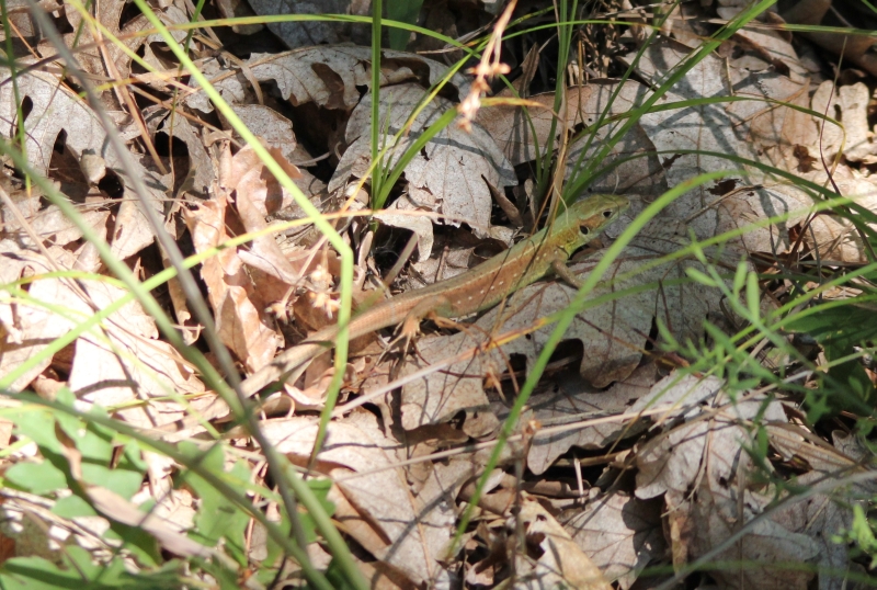 Lacerta viridis