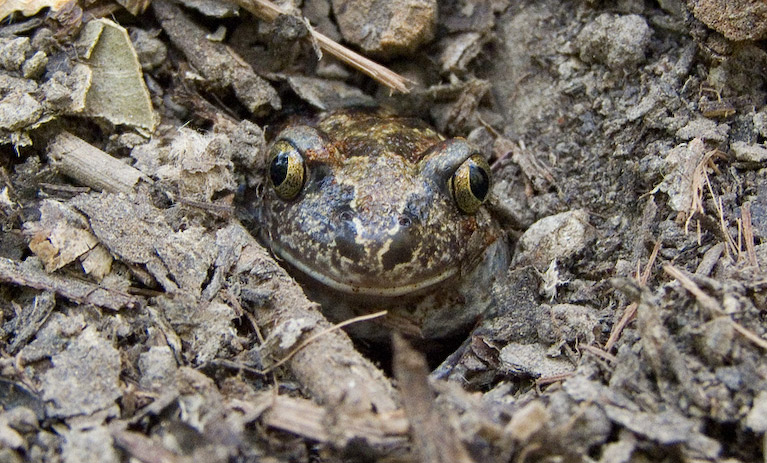 Pelobates fuscus