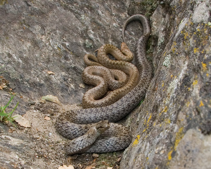 Coronella austriaca