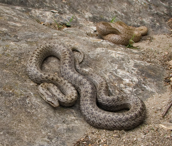 Coronella austriaca