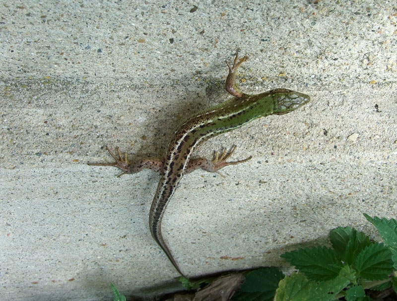 Lacerta viridis