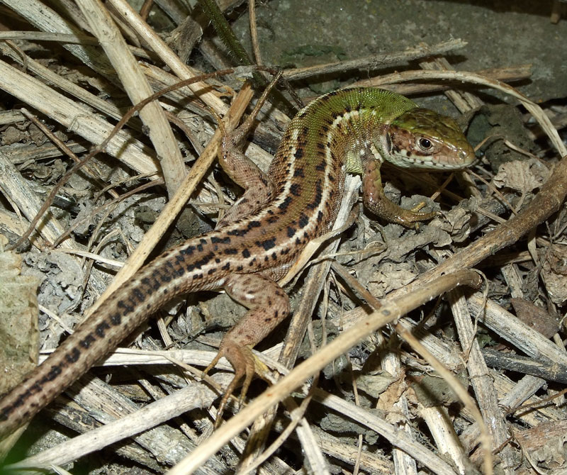 Lacerta viridis