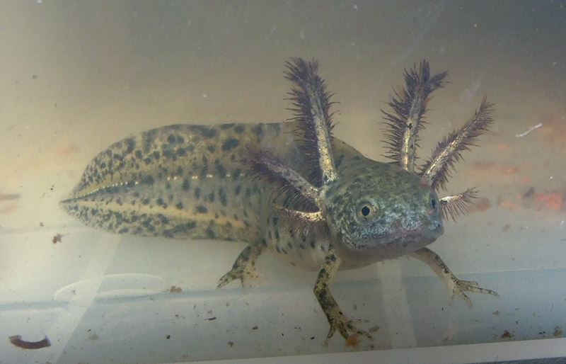 Triturus dobrogicus