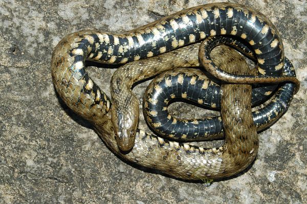 Natrix tessellata