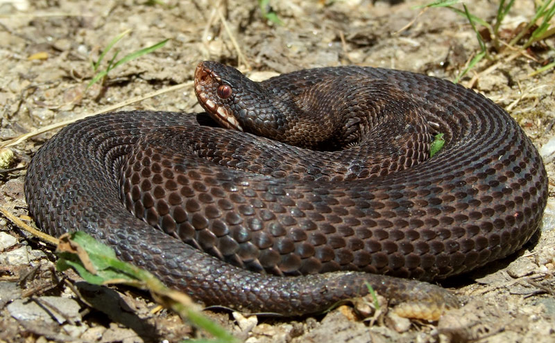 Vipera berus