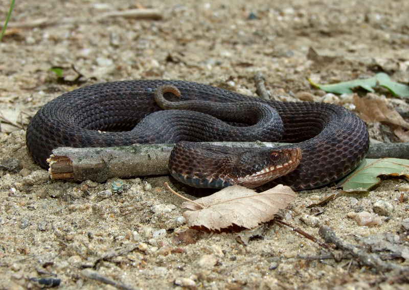 Vipera berus