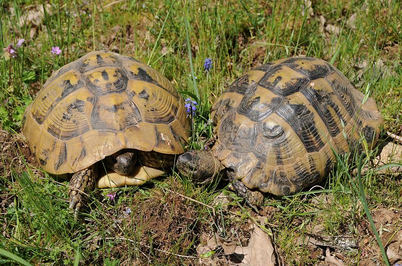 Testudo hermanni