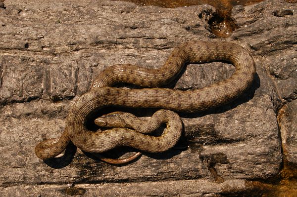 Natrix tessellata