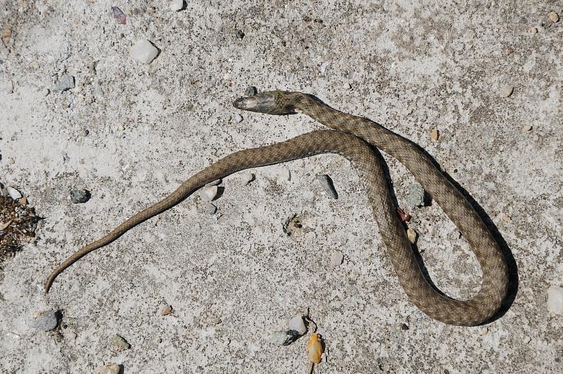 Natrix tessellata