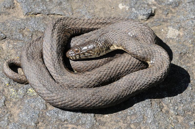 Natrix tessellata