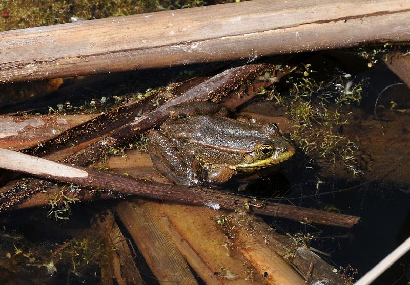 Pelophylax ridibundus