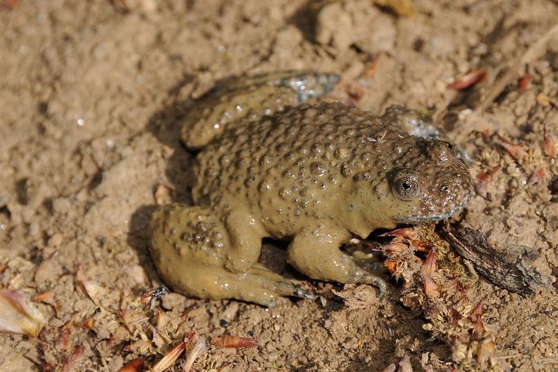 Bombina variegata