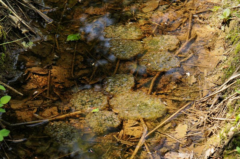 Bombina variegata