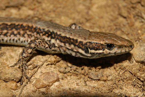 Podarcis muralis