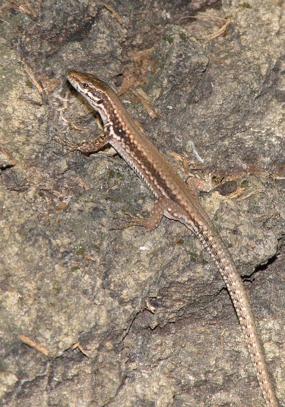 Podarcis muralis