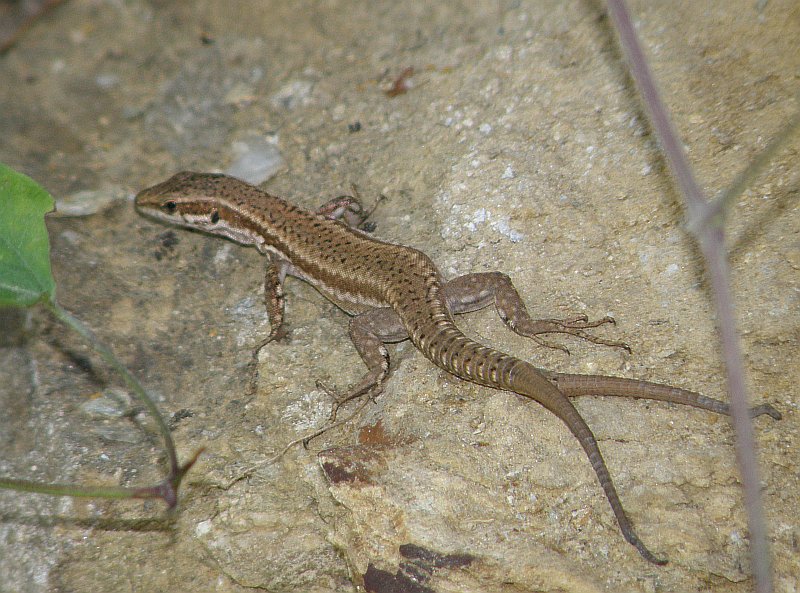 Podarcis muralis