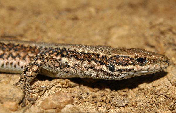 Podarcis muralis