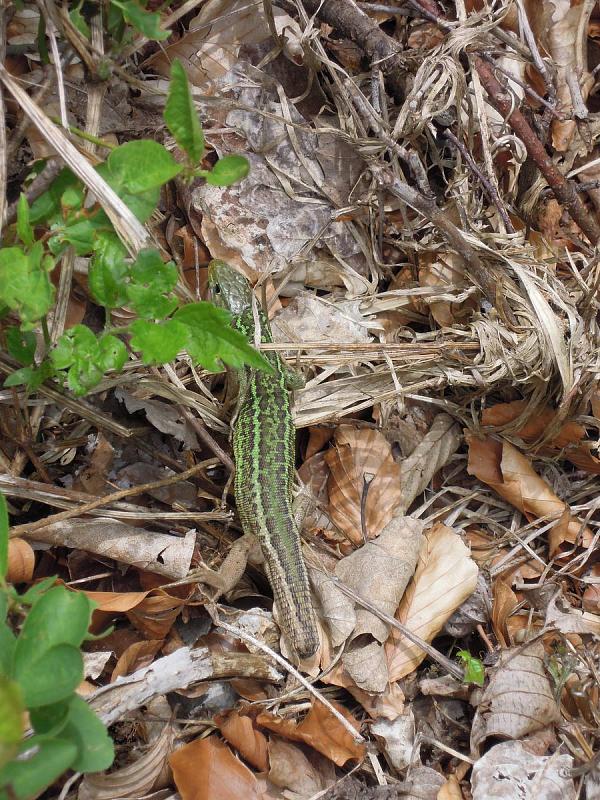 Lacerta viridis