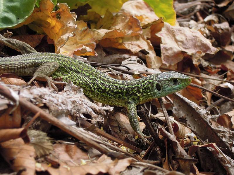 Lacerta viridis Lacerta viridis