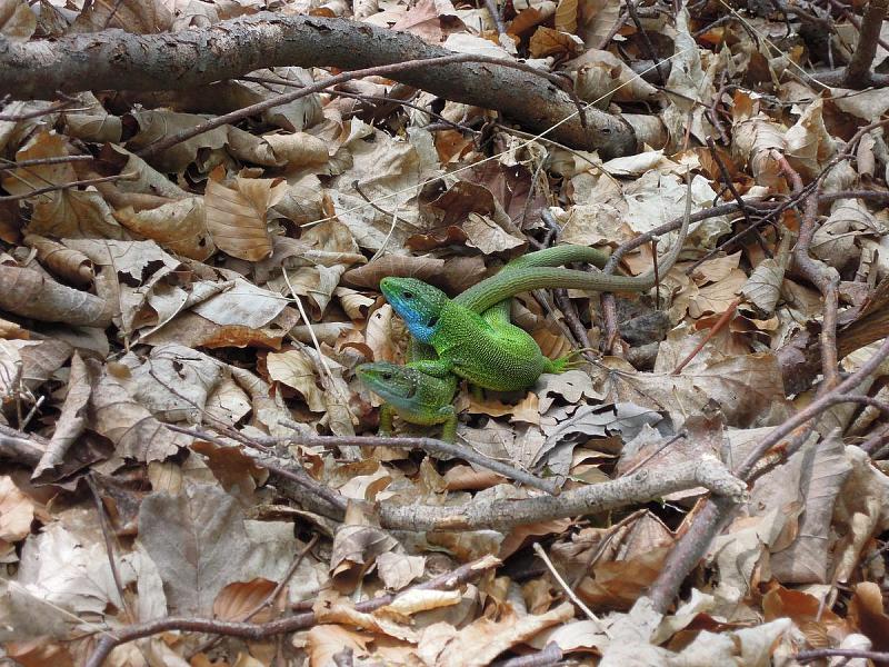 Lacerta viridis