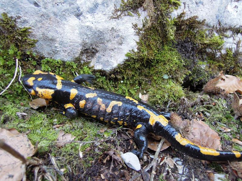 Salamandra salamandra