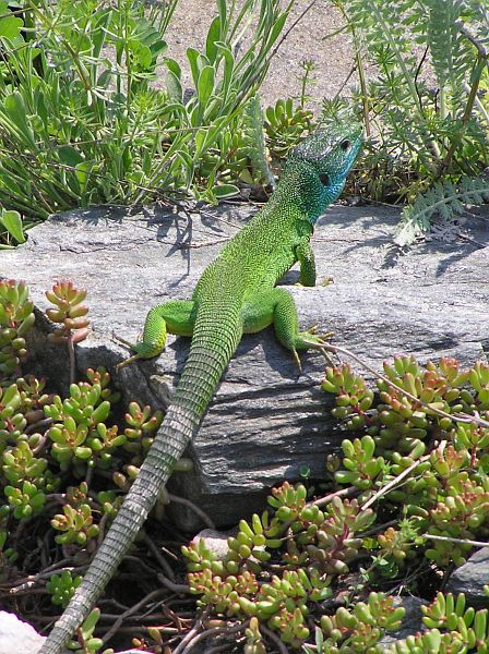 Lacerta viridis