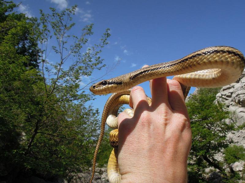 Elaphe quatuorlineata