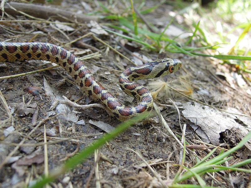 Zamenis situla