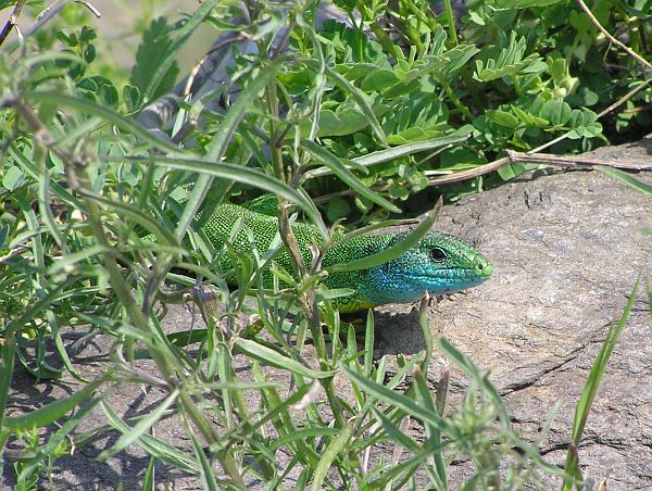 Lacerta viridis