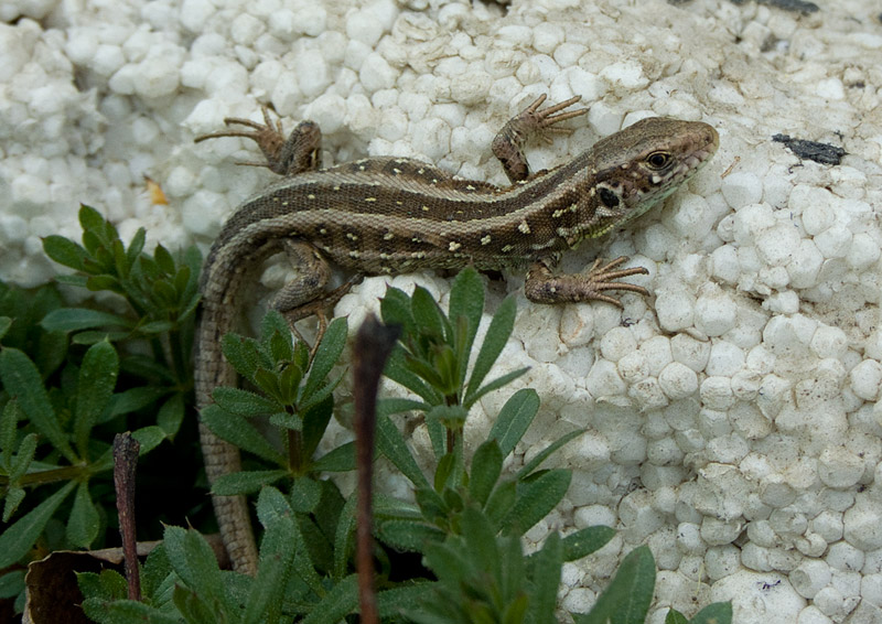 Lacerta agilis