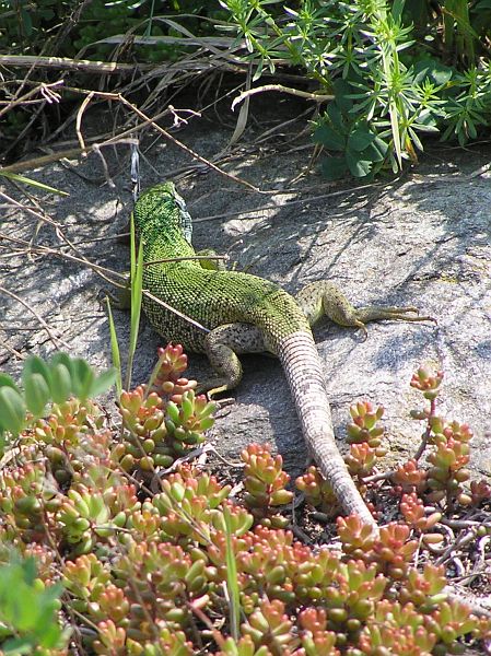 Lacerta viridis