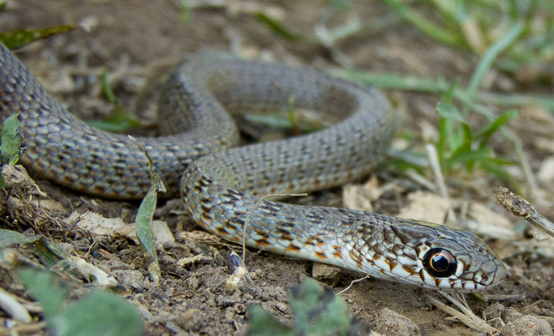 Dolichophis caspius