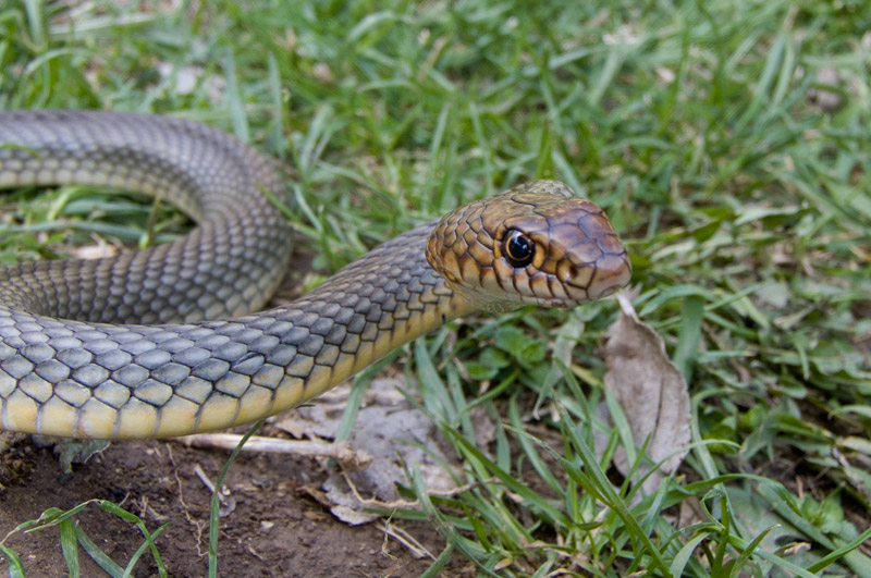 Dolichophis caspius