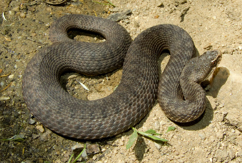 Vipera berus