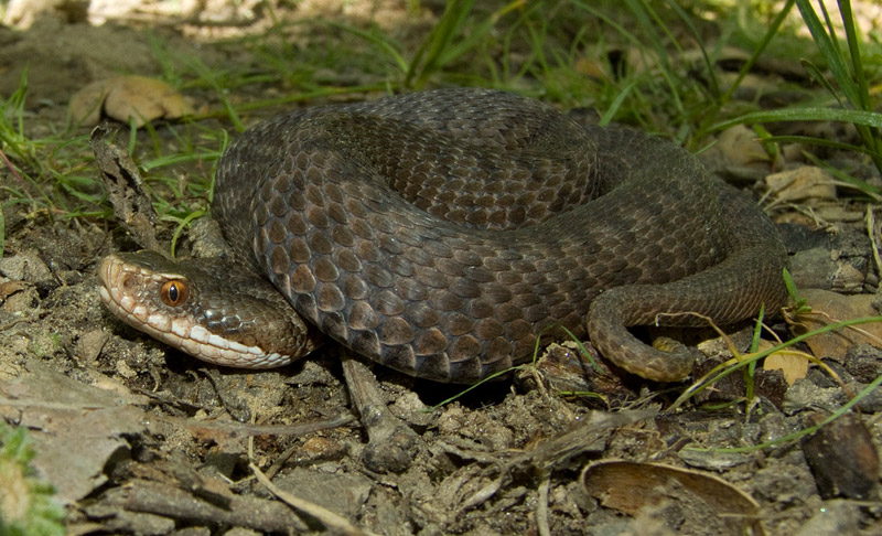 Vipera berus