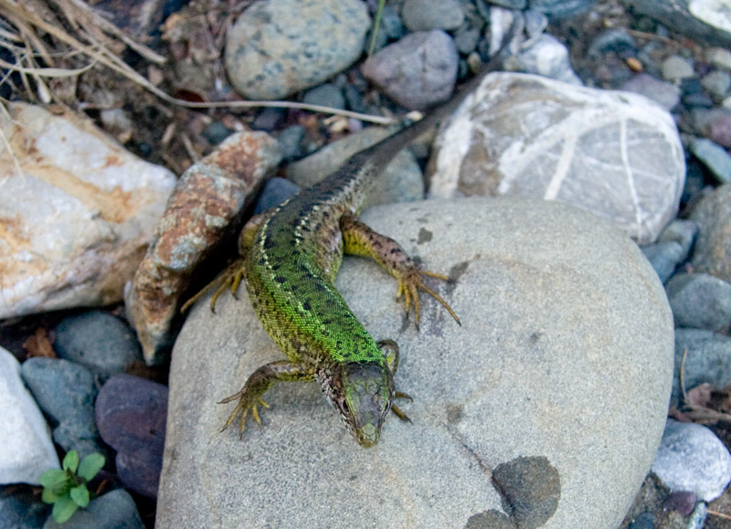 Lacerta viridis