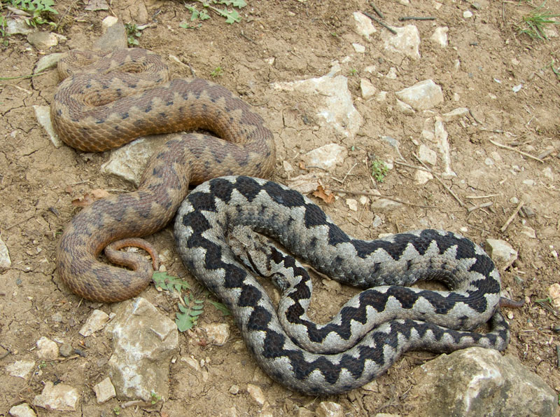 Vipera ammodytes