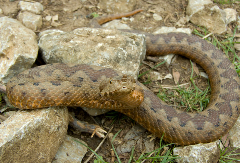 Vipera ammodytes