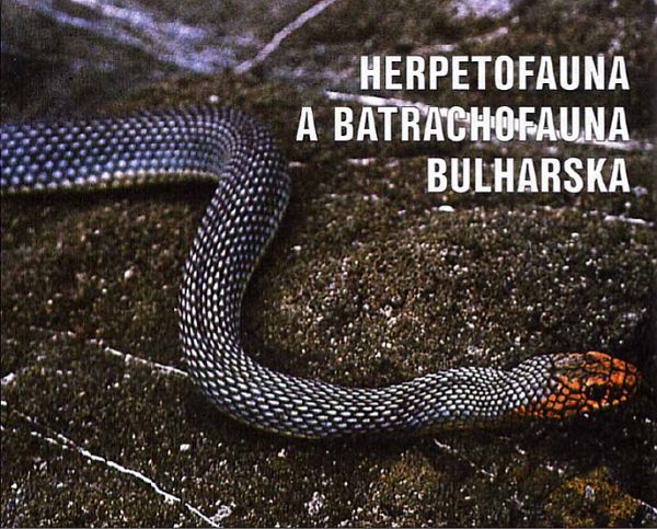 Dolichophis caspius