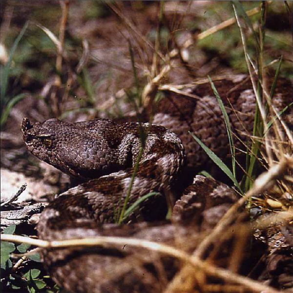 Vipera ammodytes