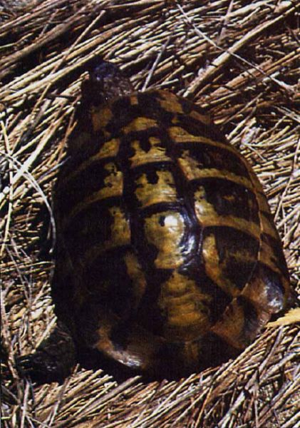 Testudo hermanni