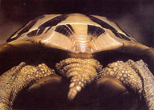 Testudo hermanni