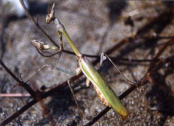 Empusa fasciata