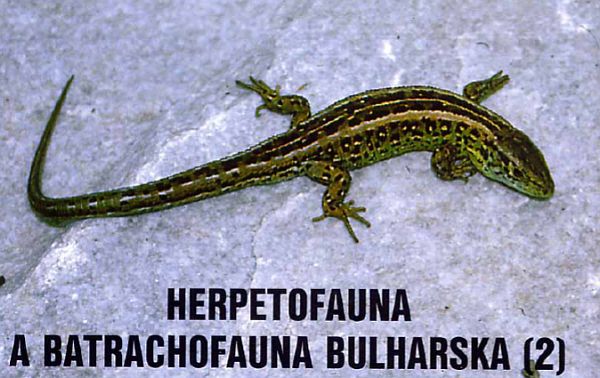 Lacerta agilis