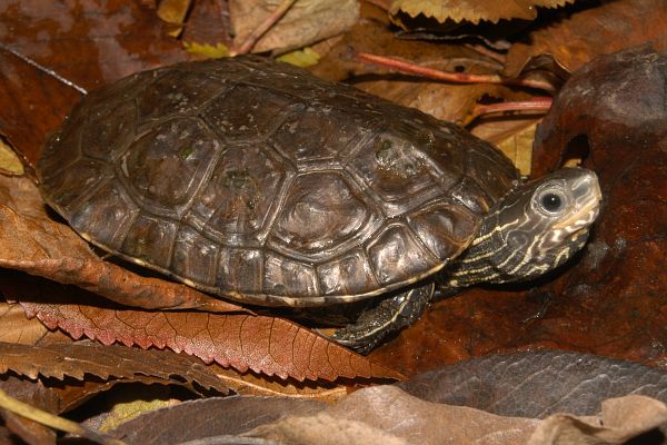 Mauremys rivulata