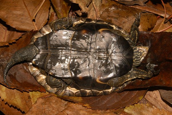 Mauremys rivulata